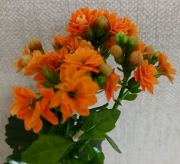 Roślina doniczkowa kalanchoe.