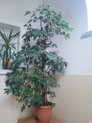 Ficus, Figowiec benjamina