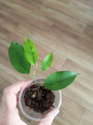Ficus fikus reginald