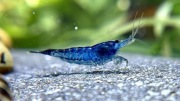 Krewetki Blue Velvet młode 1-3cm WYSYŁKA