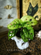 Monstera adansonii Aurea Mint variegata kolekcjonerska rzadka