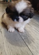 Zwierzęta. Pieski pekińczyki 