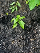 Rozsady papryki Papryka czerwona słodka sezon 2026