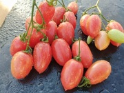 MAGLIA ROSA nasiona Pomidor Kolekcjonerski