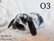 Królik Baranek Miniaturka MINI LOP karzełek baran 