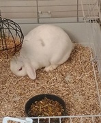 Małe króliczki - REZERWACJA!!!Do 1.03.2026r