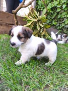 jack russel terier szczeniaki szczepione czipowane rodzice z rodowodem