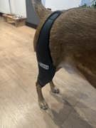 Orteza dla psa Orto Canis roz. S prawa tył