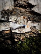 Micro jig na białoryb