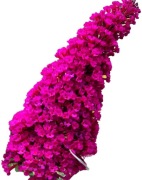 Budleja Davida 2L , Magenta Munchkin