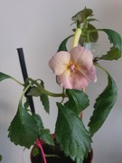 Achimenes Ice Volge kwitnący 