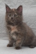Kocięta Maine coon