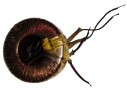 Transformator 50W 220V / 12V toroidalny