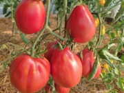 Kolekcjonerski pomidor or per arbuzo