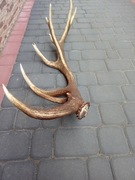 Zrzut jelenia 18-stak 2.790