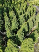 świerk conica konika stożkowy piramida kraków