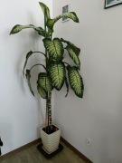 Difenbachia duża 180 cm