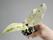 Syngonium Batik Variegata w gruzie hydroponika 