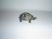 NOWA FIGURKA SCHLEICH ŻÓŁW DLA DZIECKA DO KOLEKCJI