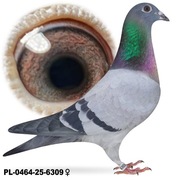 Samica po Oryg. A&W Drapa Inbred Blacky 1239 x Porsche 911