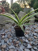 Zielistka Sternberga w doniczce 