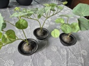 Kwiaty sztuczne 3szt. Ikea