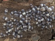 Cubaris sp. Panda King isopody 100 sztuk