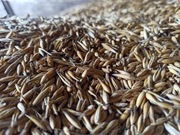 Owies 0,2 kg wielkanocny