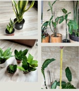 Kwiaty domowe Difenbachia Sansewieria