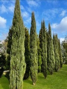 Wysokie drzewka Jałowiec Skyrocet 20lat 5m + Grati