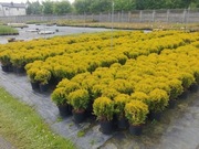 Tuja Mirjam w pojemniku C3