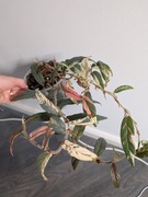 Ficus sagittata pink variegata 