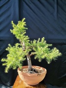 modrzew europejski bonsai prebonsai