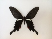 Papilio macilentus M