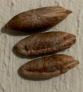 Pestki daktyli tunezyjskich; domowy wysiew