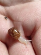 Ślimaki Achatina Reticulata urodzone 1-3maj 2026