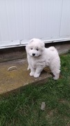 Szczenię rasy Samoyed 
