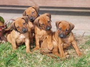 RHODESIAN RIDGEBACK szczenięta rodowodowe po championach ZKwP/FCI