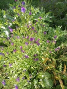 Żmijowiec grecki nasiona 