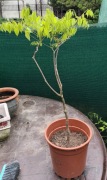 Glicynia wisteria sadzonka 3-letnia 45cm