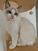Kocurek Ragdoll blue bicolor