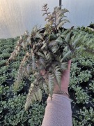 Paproć ogrodowa Wietlica japońska 1,5L