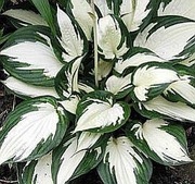 Funkia-Hosta Fire And Ice 
