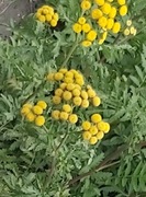 Trędownik bulwiasty  Scrophularia nodosa  miododajny 100 nasion