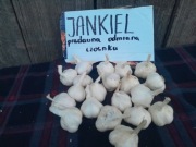 Czosnek wiosenny 10 szt stara unikatowa odmiana Jankiel  