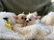 CHIHUAHUA DWIE ŚLICZNE KRÓTKOWŁOSE SUNIE
