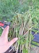 Pędy młodego chmielu