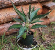 3x żyworódka, sadzonki, rozmnóżki - PROMOCJA