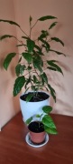 Hibiskus variegata rzadka odmiana + gratis zielistka 
