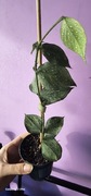 Hoya Polyneura Full Silver - unikat. PROMOCJA! 